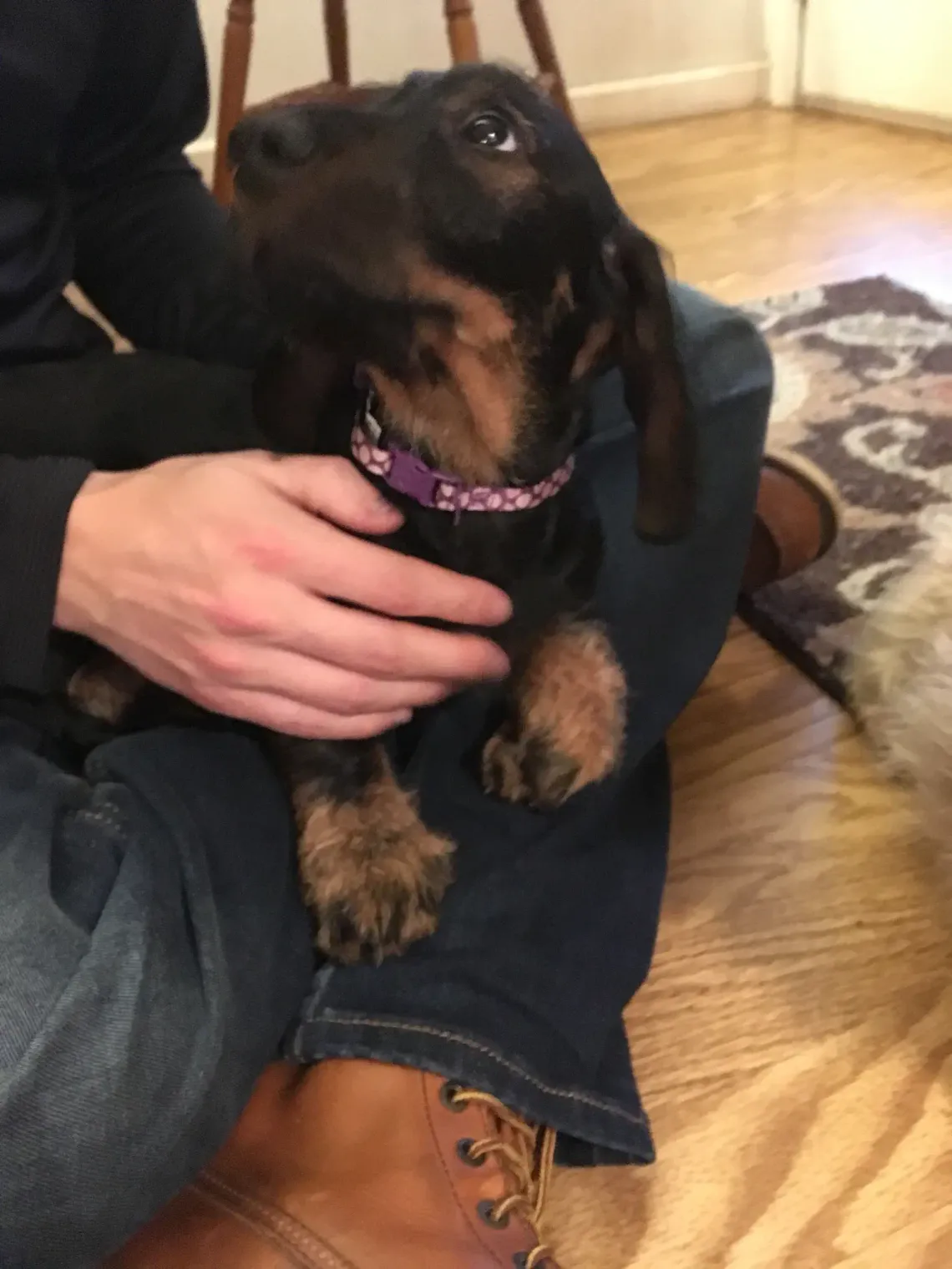 Dorian as a puppy, lying on his human's lap, staring up at him with big eyes