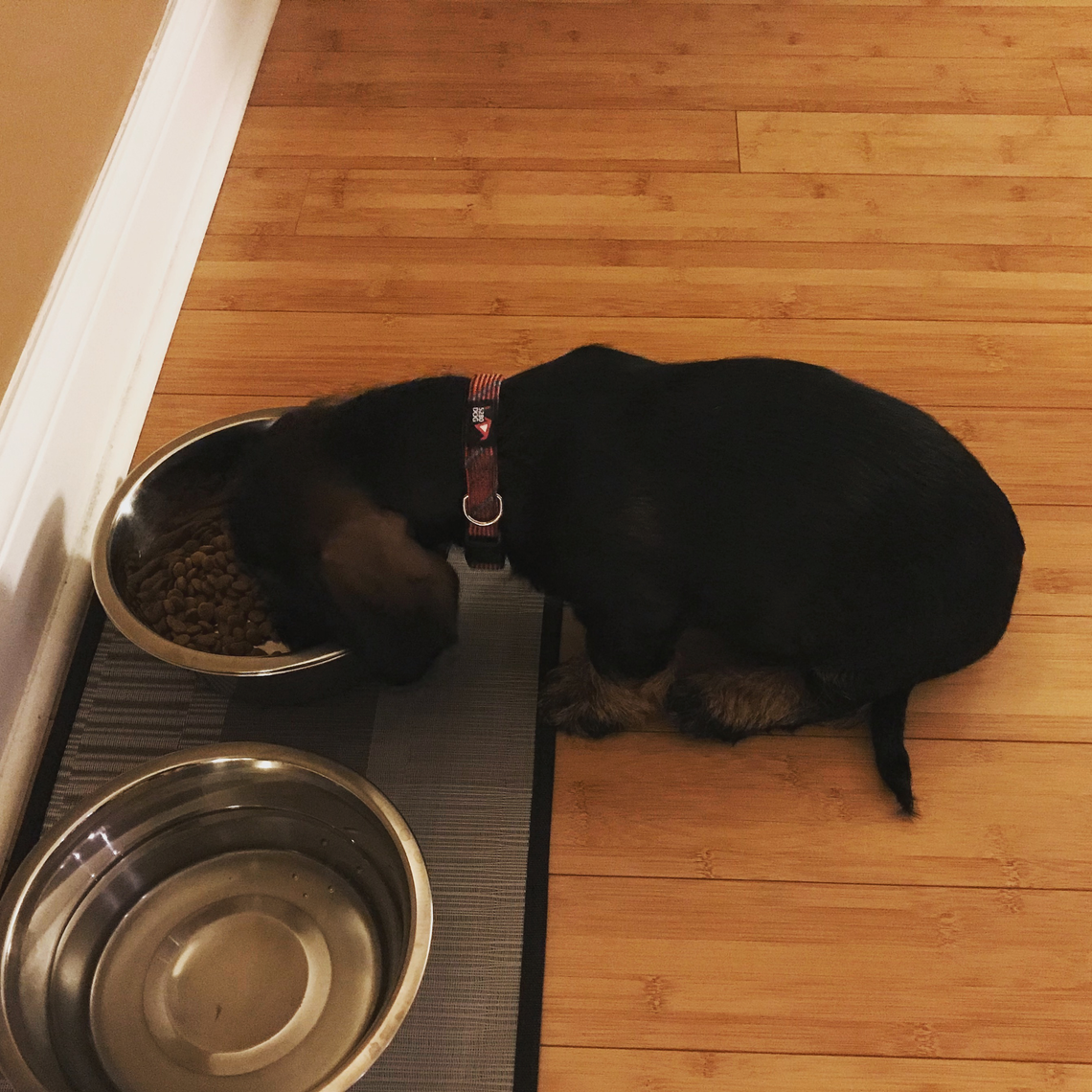Dorian as a puppy eating dog food from a dog bowl that is probably too large for him