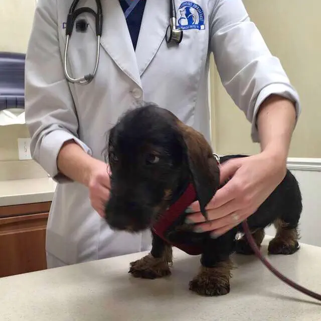 First time at the vet