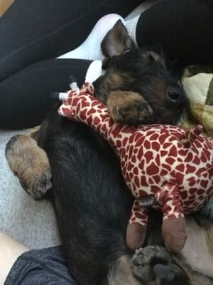 Taking a nap